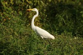 Scientific: Ardea alba