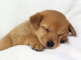 petits chien m�me adultes,