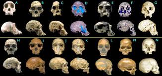 (A) Pan troglodytes