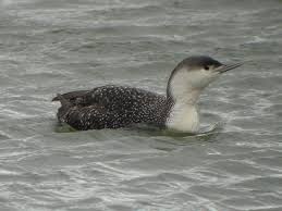 File:Gavia stellata 070226