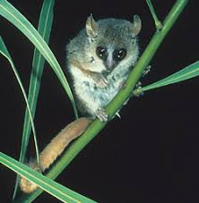 Microcebus murinus