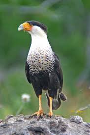 Caracara cheriway