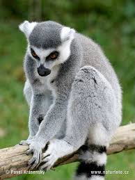 finally found our lemurs.