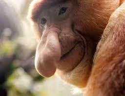monkey (Nasalis larvatus),