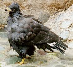 Buteogallus anthracinus