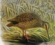Coenocorypha aucklandica