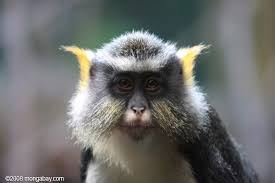 (Cercopithecus wolfi)