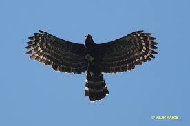 (Spizaetus tyrannus)