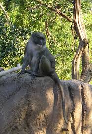 Species: Allenopithecus
