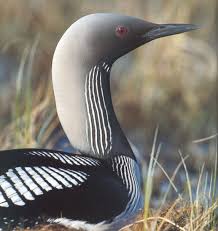 Arctic Loon (Gavia arctica) <!
