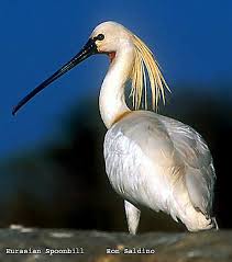 Platalea leucorodia Eurasian