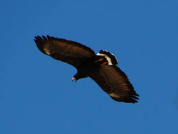 Buteogallus anthracinus,