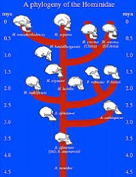 Hominidae - CreationWiki
