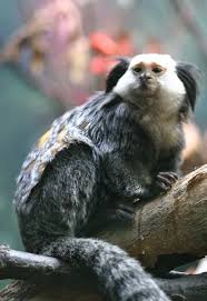 (Callithrix geoffroyi)