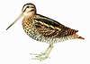 Wood Snipe (Gallinago