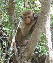 Toque Macaque (Macaca sinica)