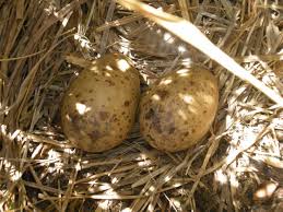 Snipe (Gallinago undulata)