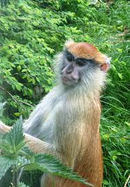 Species: Erythrocebus patas