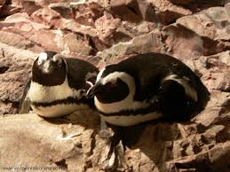 Spheniscus demersus )
