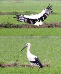 Stork Ciconia boyciana,