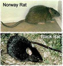 Rat info: The most common nuisance ...