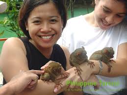 (Tarsius syrichta)