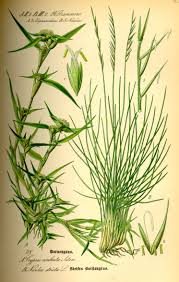 Le nard raide (Nardus stricta)
