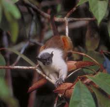 Saguinus bicolor
