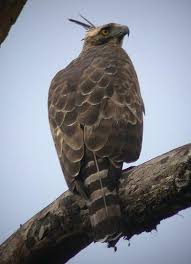 Spizaetus nipalensis
