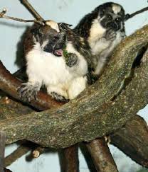 Saguinus geoffroyi 02.jpg