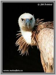 (Gyps fulvus)