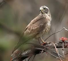 Buzzard Butastur indicus