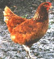 Rhode Island Red: