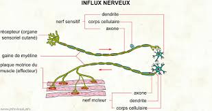 Influx