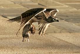 hawk (Buteo jamaicensis)
