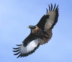 Buzzard Buteo rufofuscus