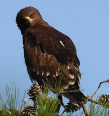 Eagle- Aquila pomarina