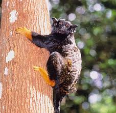 Saguinus midas midas tamarin