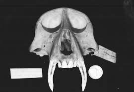 Erythrocebus patas.