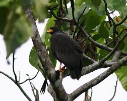 (Buteogallus anthracinus)