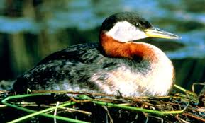 Grebe (Podiceps grisegena)