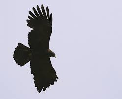 (Ictinaetus malayensis) is