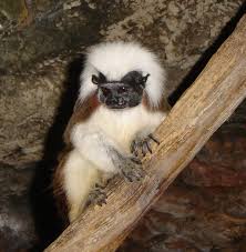 monkeys (Saguinus oedipus)