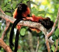 Leontopithecus caissara