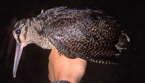 Scolopax bukidnonensis