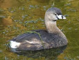 (Podilymbus podiceps),
