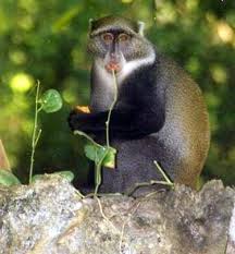 (Cercopithecus mitis) -