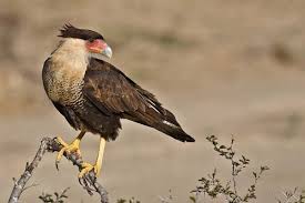 Caracara cheriway photo
