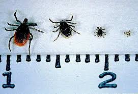 ticks.jpg (39136 bytes)