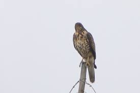 Común - Buteo polyosoma